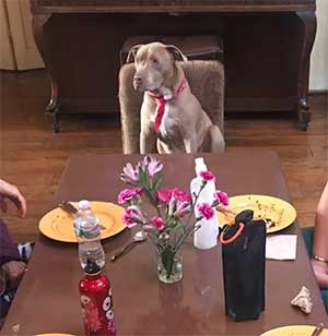 Mazie at the head of the table