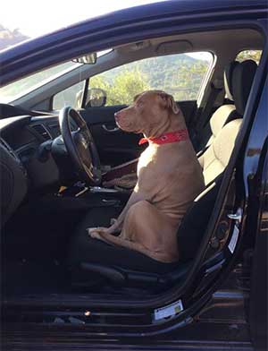 Mazie in the car