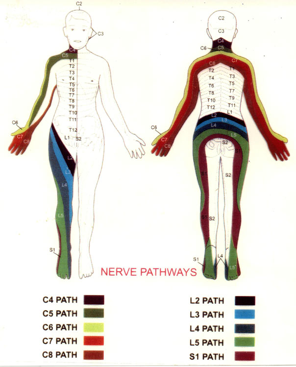 Nerve Path Chart